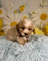 Ozzy, a male Poochon for sale in Ripley, MS – 7 of 9