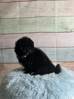 Pepper, a male Maltipoo for sale in Ripley, MS – 10 of 10