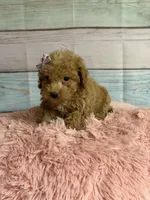 Lulu, a female Miniature Goldendoodle for sale in Ripley, MS – 2 of 3