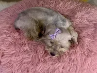 Shiloh , a female Miniature Schnauzer for sale in Ripley, MS – 5 of 8
