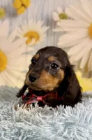 Ryder, a male Miniature Dachshund for sale in Ripley, MS – 8 of 10