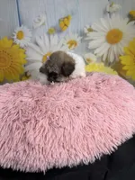     Violet, a female Poodle - Toy  for sale in Ripley, MS – 8 of 10
