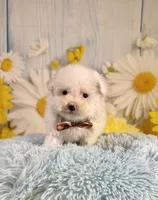 Archie , a male Poodle - Toy  and Poodle - Miniature  for sale in Ripley, MS – 3 of 10