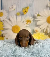 Rusty, a male Miniature Dachshund for sale in Ripley, MS – 4 of 6
