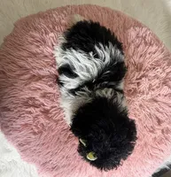 Cookie, a female Poodle - Toy  for sale in Ripley, MS – 4 of 7