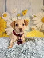 Henry , a male Yorkshire Terrier and Poodle - Toy  for sale in Ripley, MS – 4 of 7