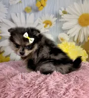 Millie, a female Pomeranian for sale in Ripley, MS – 8 of 10