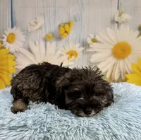 Clark, a male Miniature Schnauzer for sale in Ripley, MS – 7 of 10