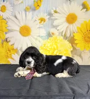 Gizmo, a male Cocker Spaniel for sale in Ripley, MS – 2 of 3