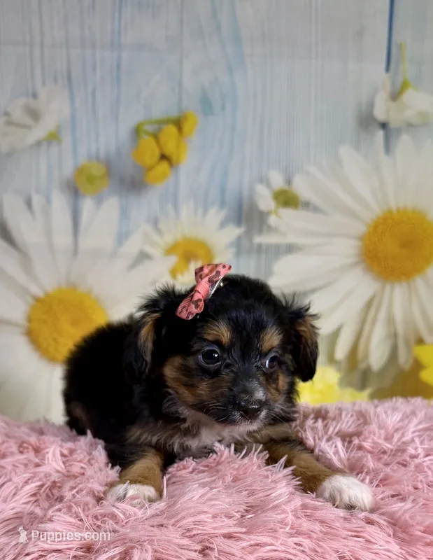 Rylee  – Aussiedoodle puppy for sale in Ripley, MS