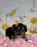 Rylee , a female Aussiedoodle for sale in Ripley, MS – 1 of 6