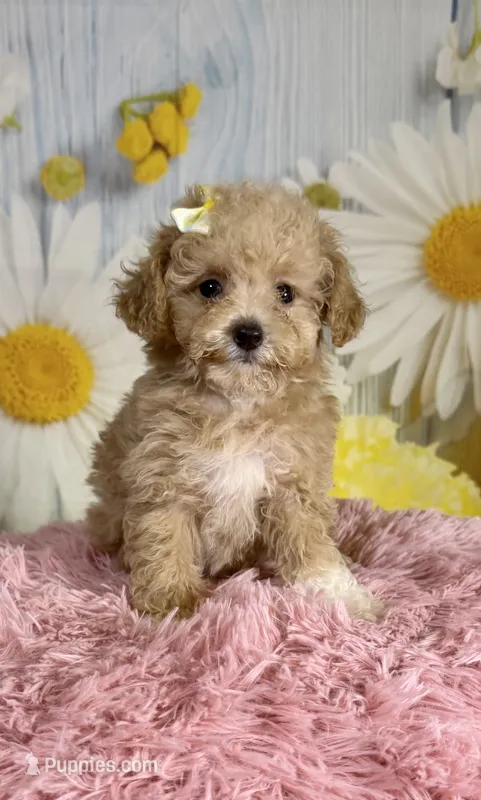 Honey  – Poodle - Toy  puppy for sale in Ripley, MS