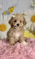 Honey , a female Poodle - Toy  for sale in Ripley, MS – 1 of 10