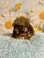 Hank, a male Shih Tzu for sale in Ripley, MS – 8 of 10