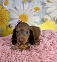 Mocha, a female Miniature Dachshund for sale in Ripley, MS – 5 of 8