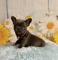 Pedro , a male French Bulldog for sale in Ripley, MS – 8 of 10