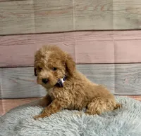 Arlo, a male Poodle - Toy  for sale in Ripley, MS – 5 of 7