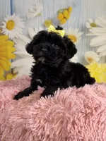 Lady, a female Miniature Aussiedoodle for sale in Ripley, MS – 5 of 8