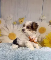 Jasper, a male Yorkshire Terrier for sale in Ripley, MS – 5 of 10