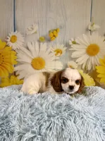 Cavapoo, a male Cavapoo for sale in Ripley, MS – 7 of 10