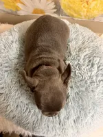 Loki, a male French Bulldog for sale in Ripley, MS – 9 of 9