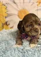 Bojangles , a male Cocker Spaniel for sale in Ripley, MS – 3 of 10