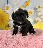 Kate, a female Miniature Schnauzer for sale in Ripley, MS – 1 of 10