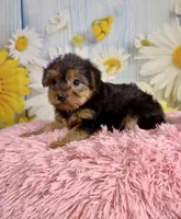 Josie, a female Yorkshire Terrier for sale in Ripley, MS – 10 of 10
