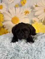 Tony, a male Miniature Schnauzer for sale in Ripley, MS – 3 of 8