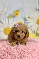 Daisy , a female Poodle - Miniature  for sale in Ripley, MS – 4 of 10