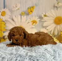 Rusty, a male Poodle - Miniature  for sale in Ripley, MS – 4 of 10