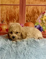 Toby, a male Cavapoo for sale in Ripley, MS – 5 of 7