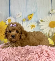 Ava, a female Miniature Aussiedoodle for sale in Ripley, MS – 3 of 5