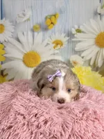 Isla, a female Miniature Australian Shepherd for sale in Ripley, MS – 3 of 7