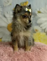 Millie, a female Pomeranian for sale in Ripley, MS – 3 of 10