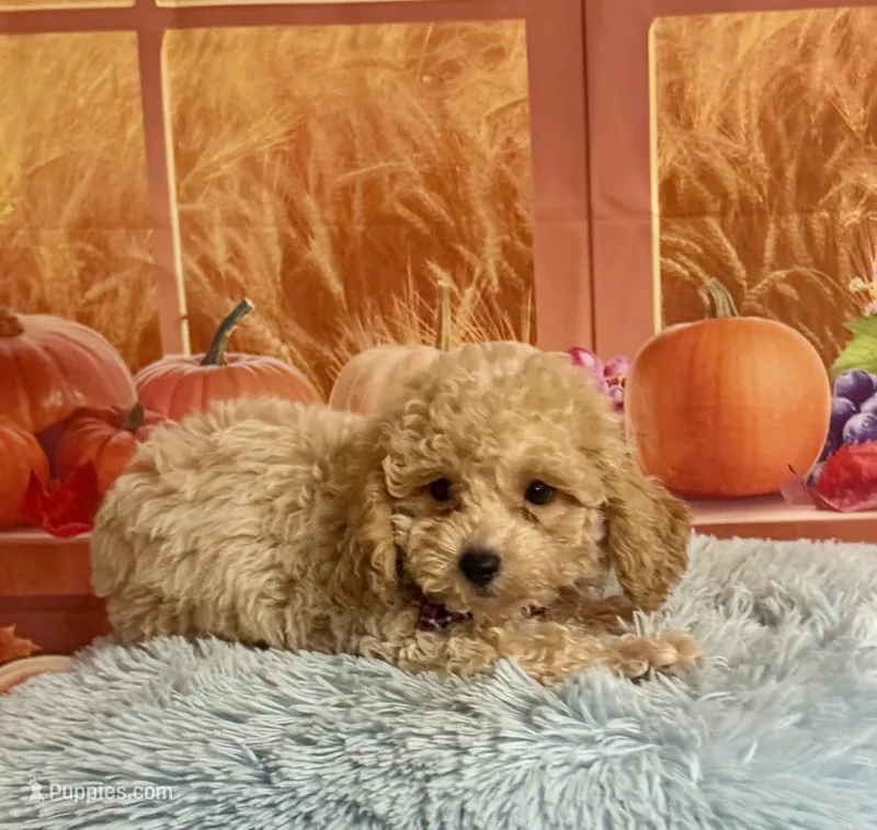 Toby – Cavapoo puppy for sale in Ripley, MS