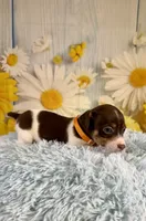 Jack, a male Jack Russell Terrier for sale in Ripley, MS – 4 of 8
