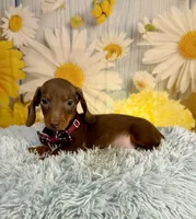 Rusty, a male Miniature Dachshund for sale in Ripley, MS – 1 of 6