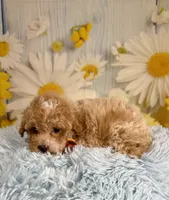 Enzo, a male Poochon for sale in Ripley, MS – 4 of 6