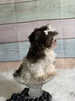 Coco, a female Shih Tzu for sale in Ripley, MS – 4 of 8