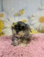 Bonnie, a female Miniature Schnauzer for sale in Ripley, MS – 9 of 10