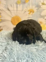 Coal, a male Cocker Spaniel for sale in Ripley, MS – 4 of 8