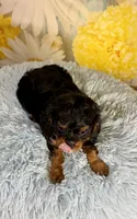 Bentley , a male Cavapoo for sale in Ripley, MS – 5 of 7