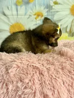     Fern, a female Chihuahua for sale in Ripley, MS – 3 of 9