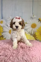 Willow, a female Cavapoo for sale in Ripley, MS – 9 of 10