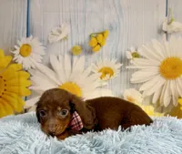 Ranger, a male Miniature Dachshund for sale in Ripley, MS – 2 of 7