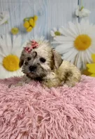 Nova, a female Miniature Schnauzer for sale in Ripley, MS – 2 of 10