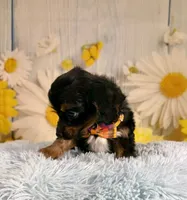 Bandit , a male Aussiedoodle for sale in Ripley, MS – 6 of 10