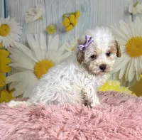 Winnie, a female Miniature Goldendoodle for sale in Ripley, MS – 7 of 10