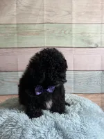 Pepper, a male Maltipoo for sale in Ripley, MS – 2 of 10